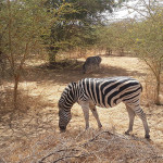 Things to do in Senegal:  Bandia Reserve